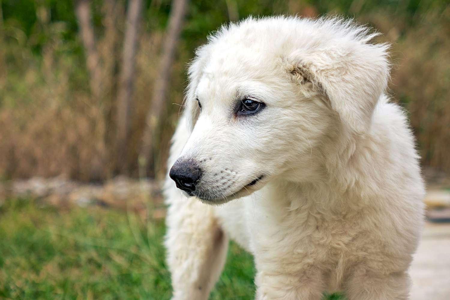 closeup of a kuvasz puppy standing outside