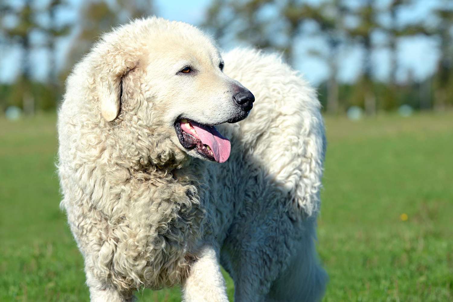kuvasz standing with his tongue out