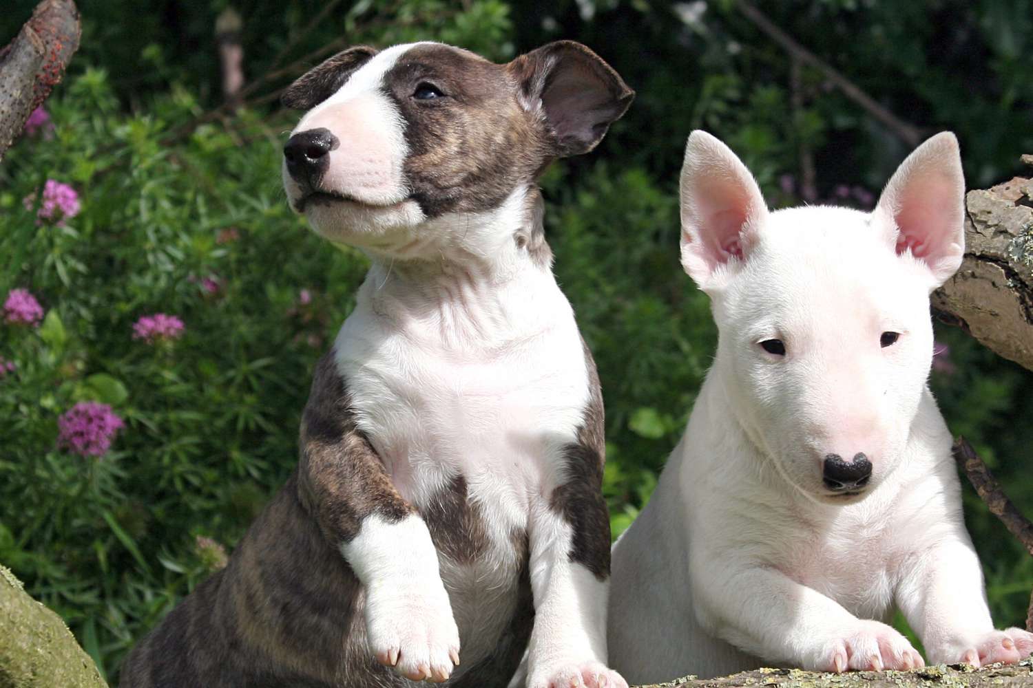 two miniature bull terrier puppies sitting near flowers