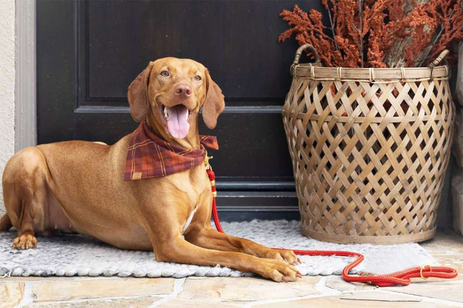 dog at front door step wearing a fall bandana