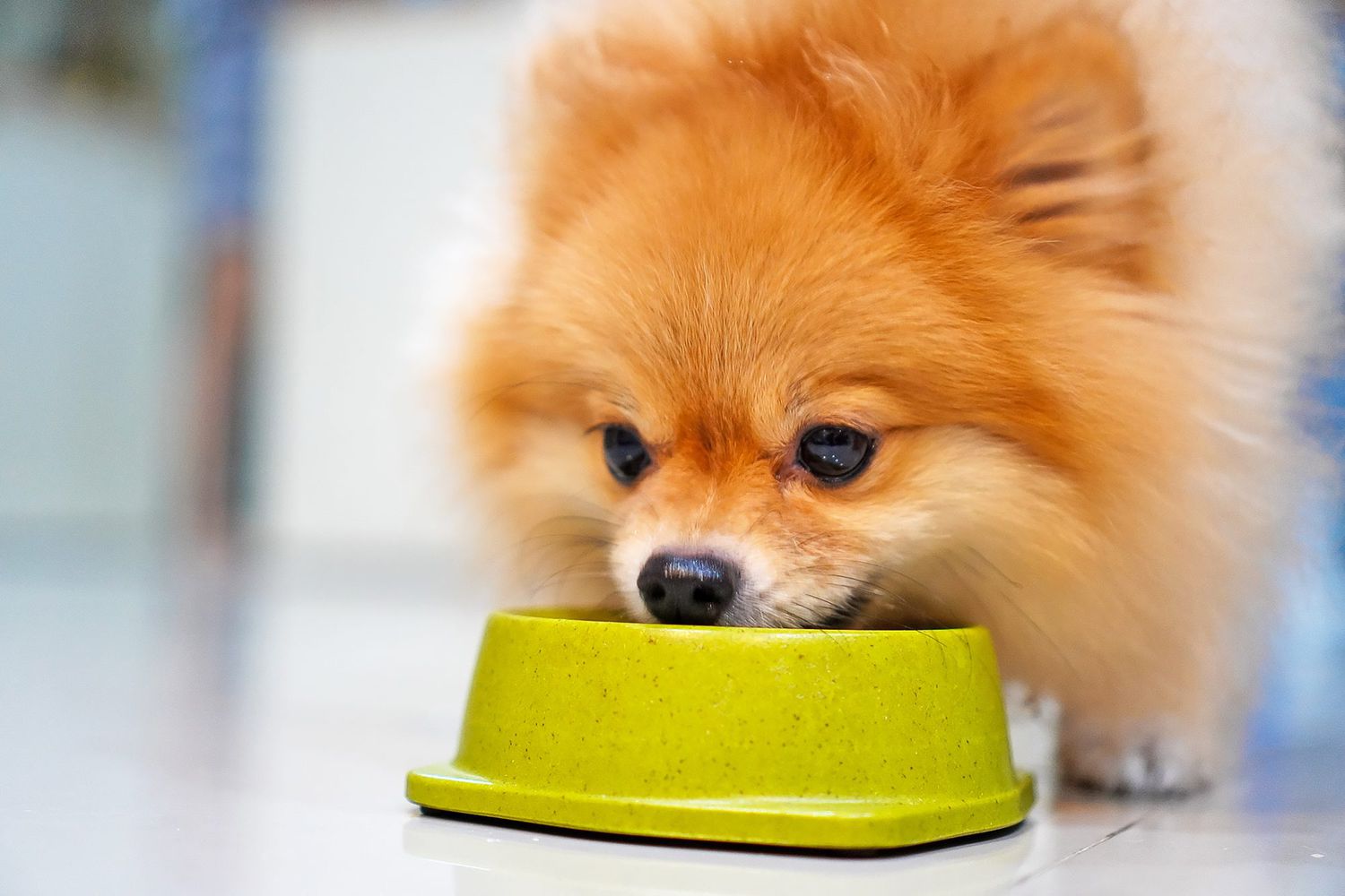 Pomeranian eating from dog food bowl