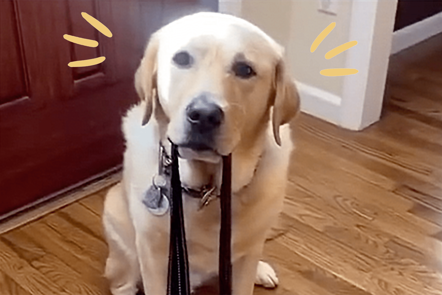dog at the front door with a leash in his mouth
