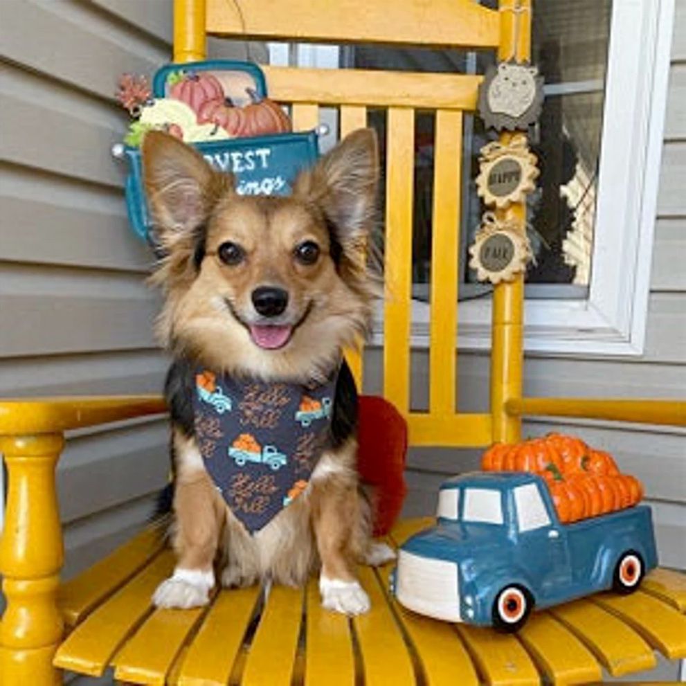 Dog wearing a 2PawfectFriends Hello Fall Vintage Truck Dog Bandana sitting on a rocking chair