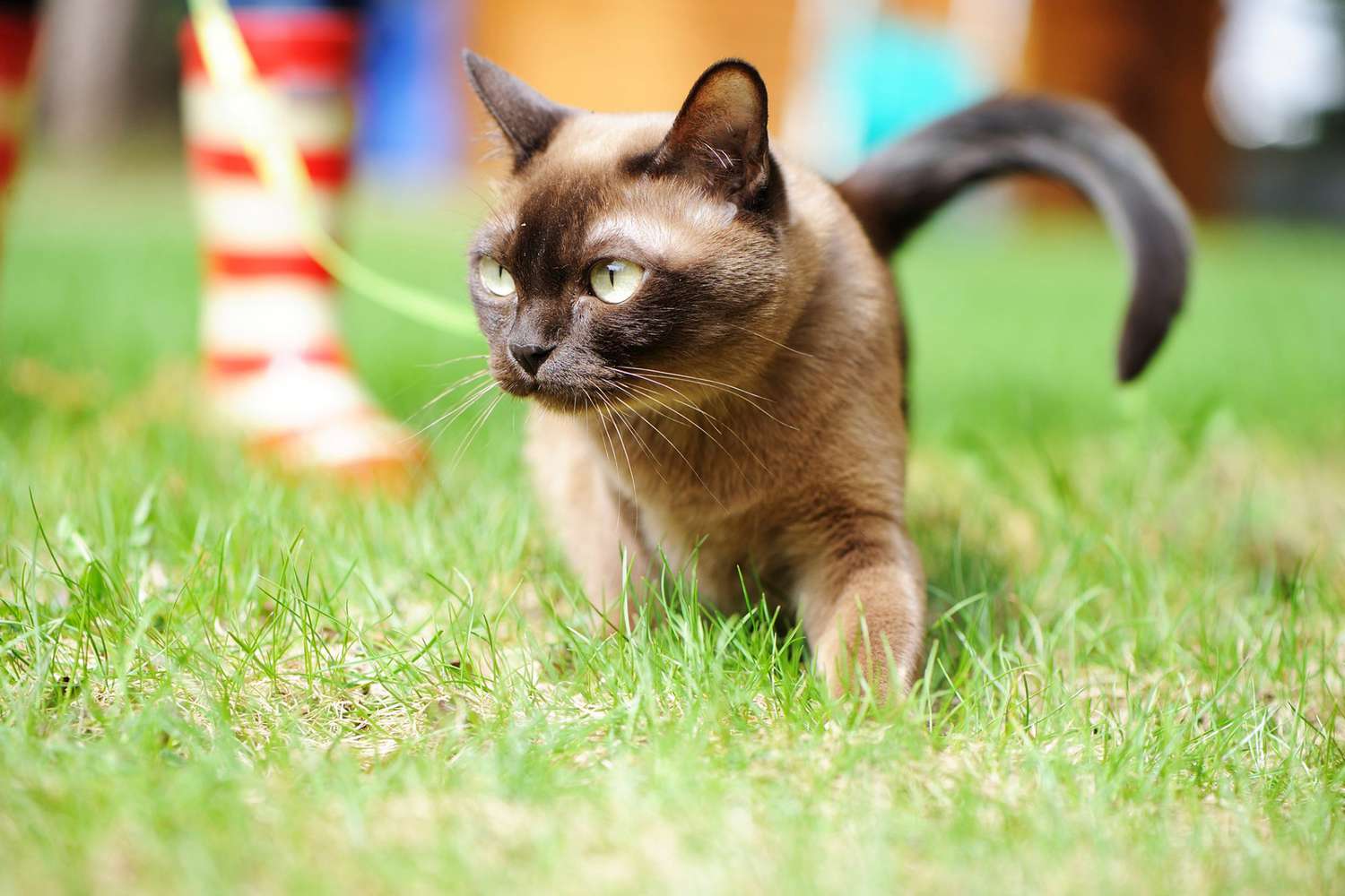 Burmese cat walking on green grass