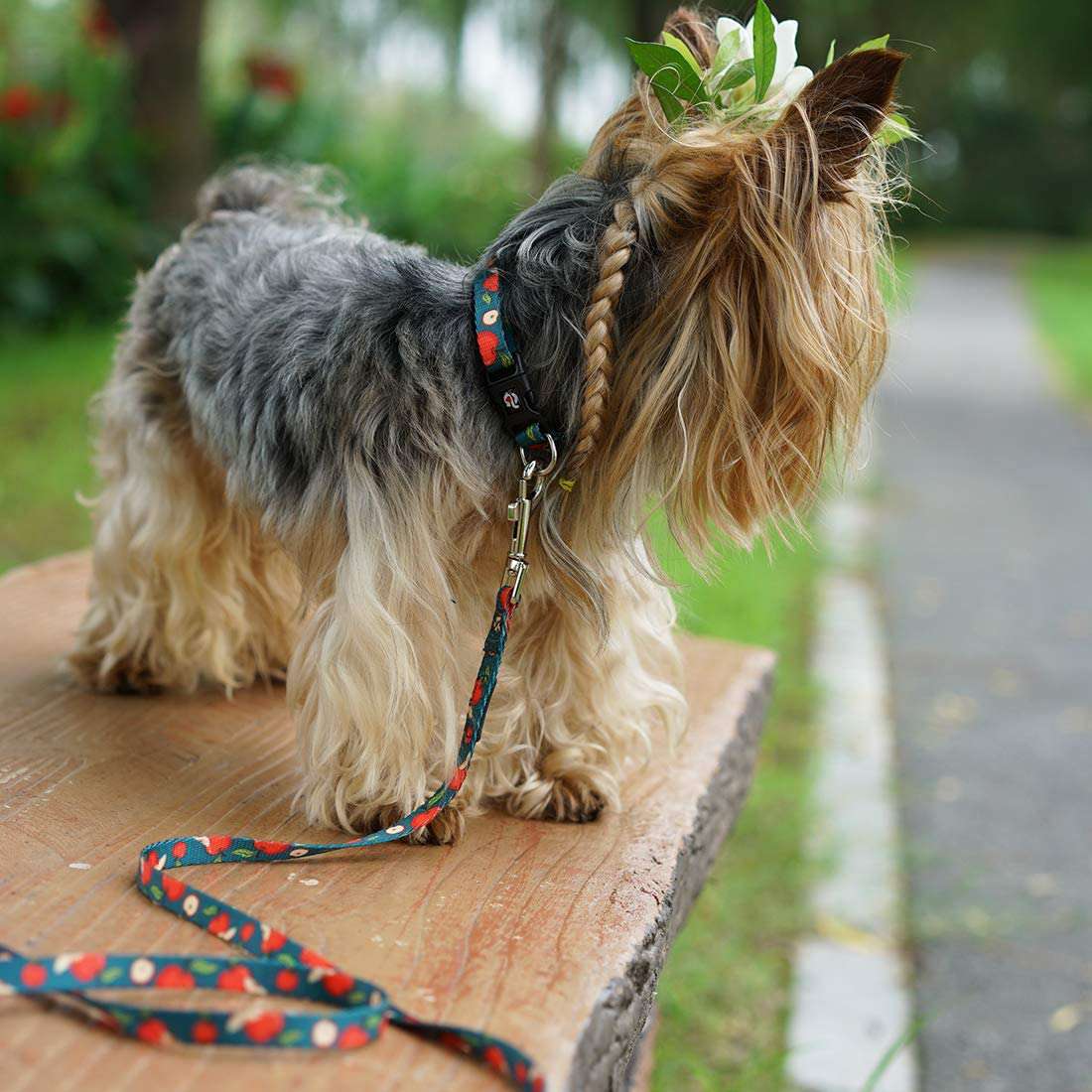 Dog wearing a Azuza Apple Dog Collar and Leash Set standing outdoors