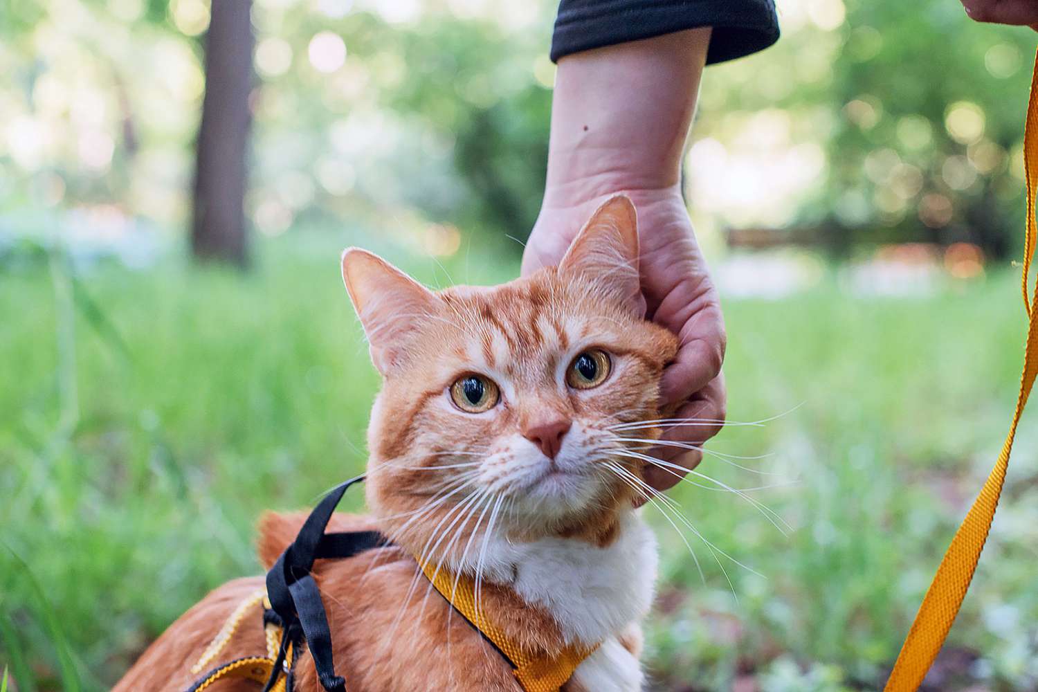 חתול ג'ינג'י בחוץ בטיול עם רתמה כתומה ליתר ביטחון