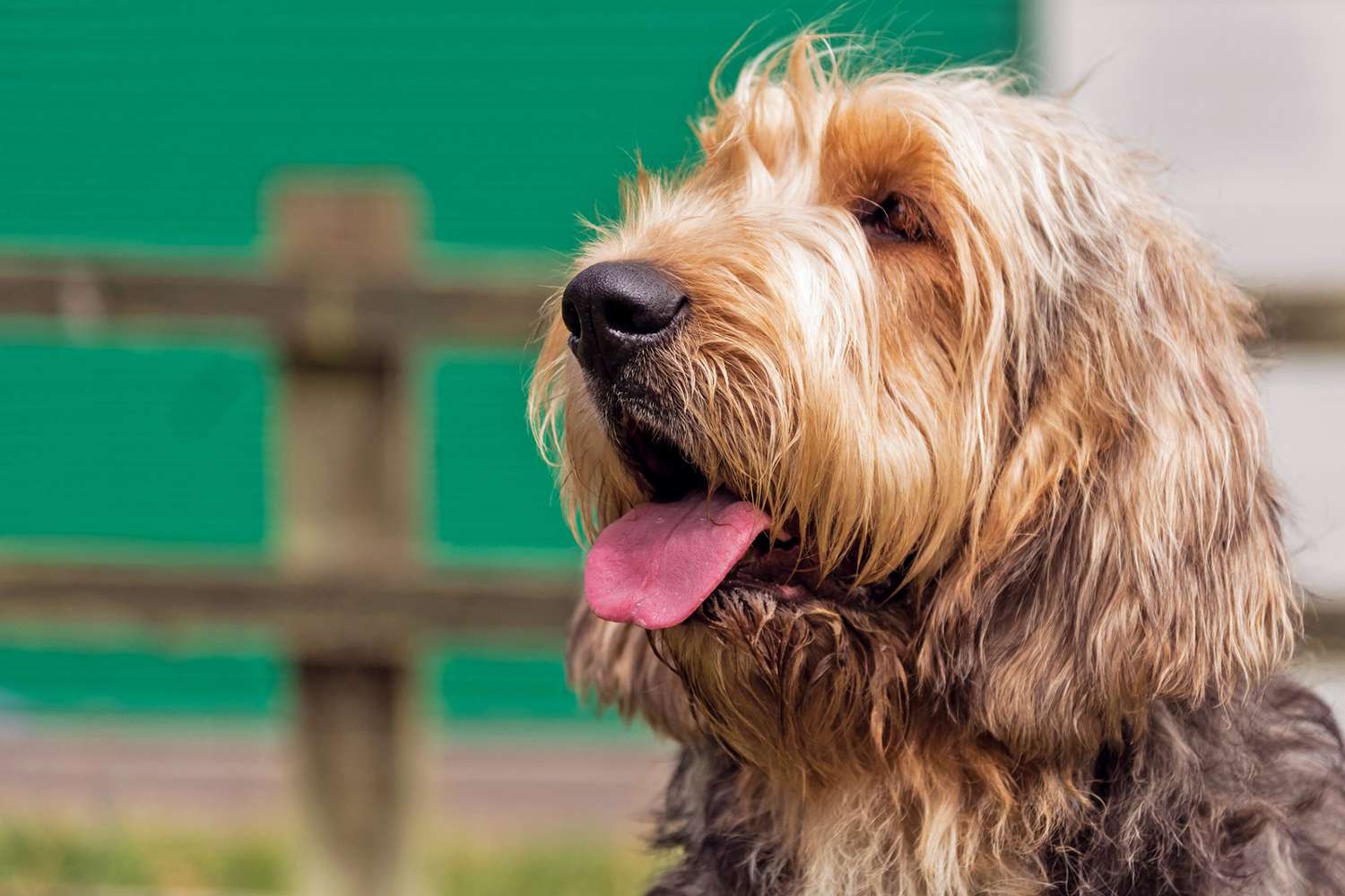 closeup of an Otterhound looking to the left with tongue out