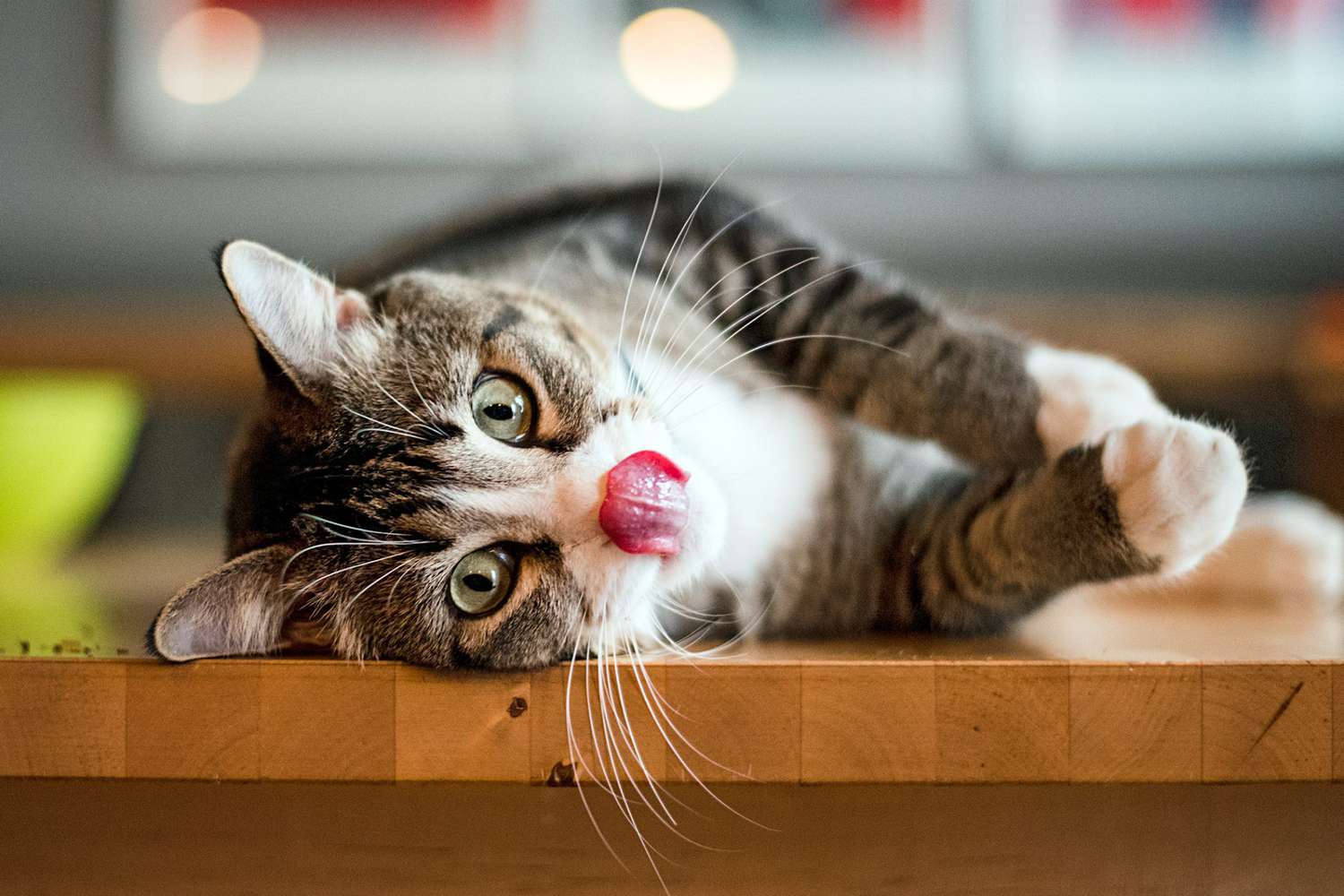 american shorthair lying on a wood table with his tongue out