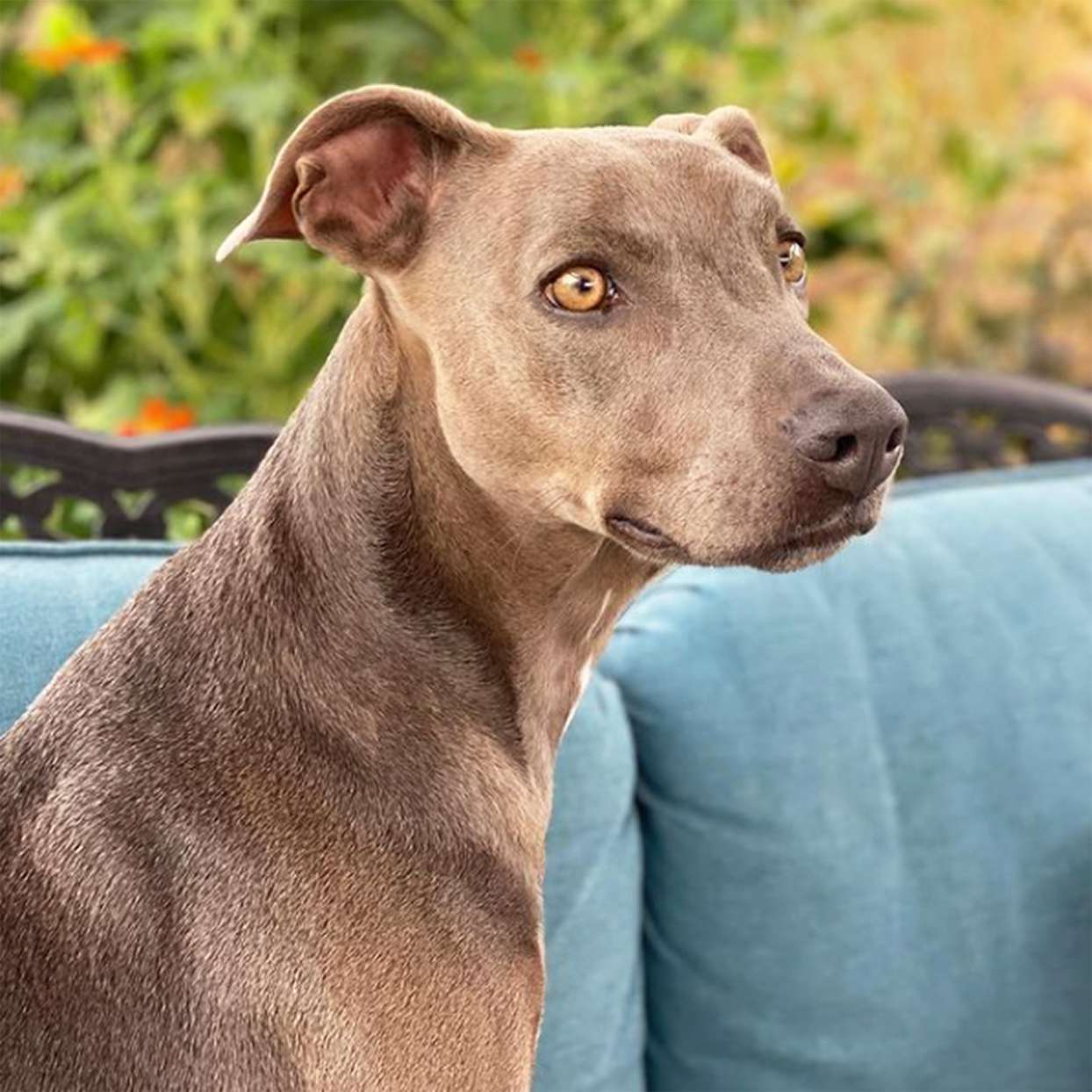 blue lacy sitting on bench with blue cushions