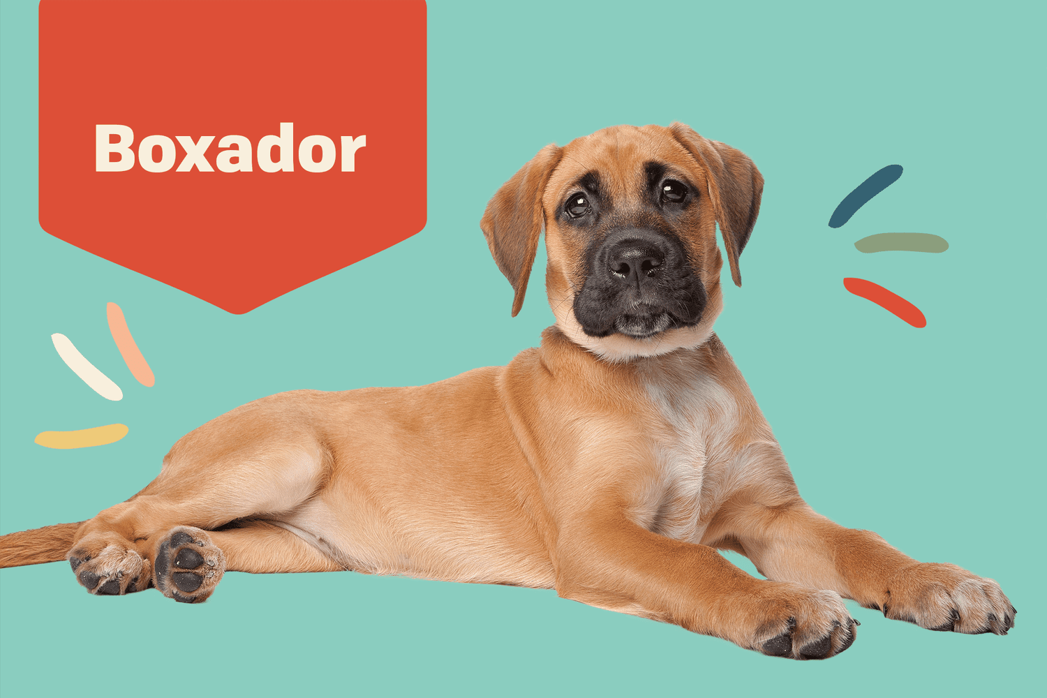 boxador dog breed profile treatment dog on a teal background