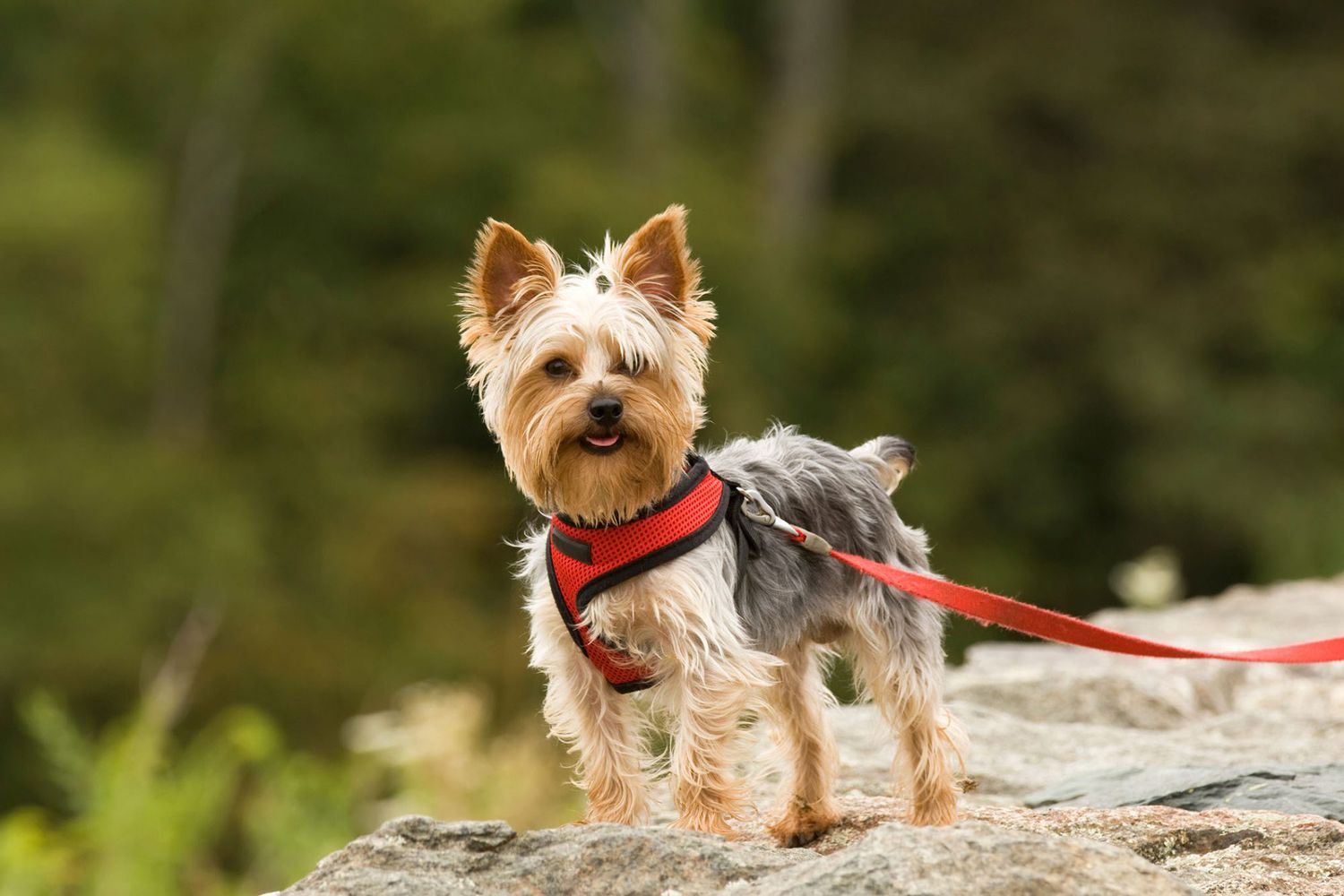 yorkie with a collapsed trachea wearing a red collar on a walk