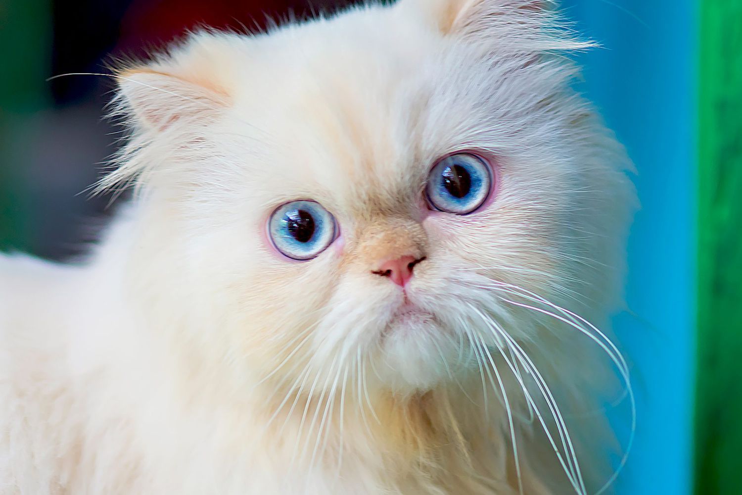 closeup of a cream himalayan with bright blue eyes