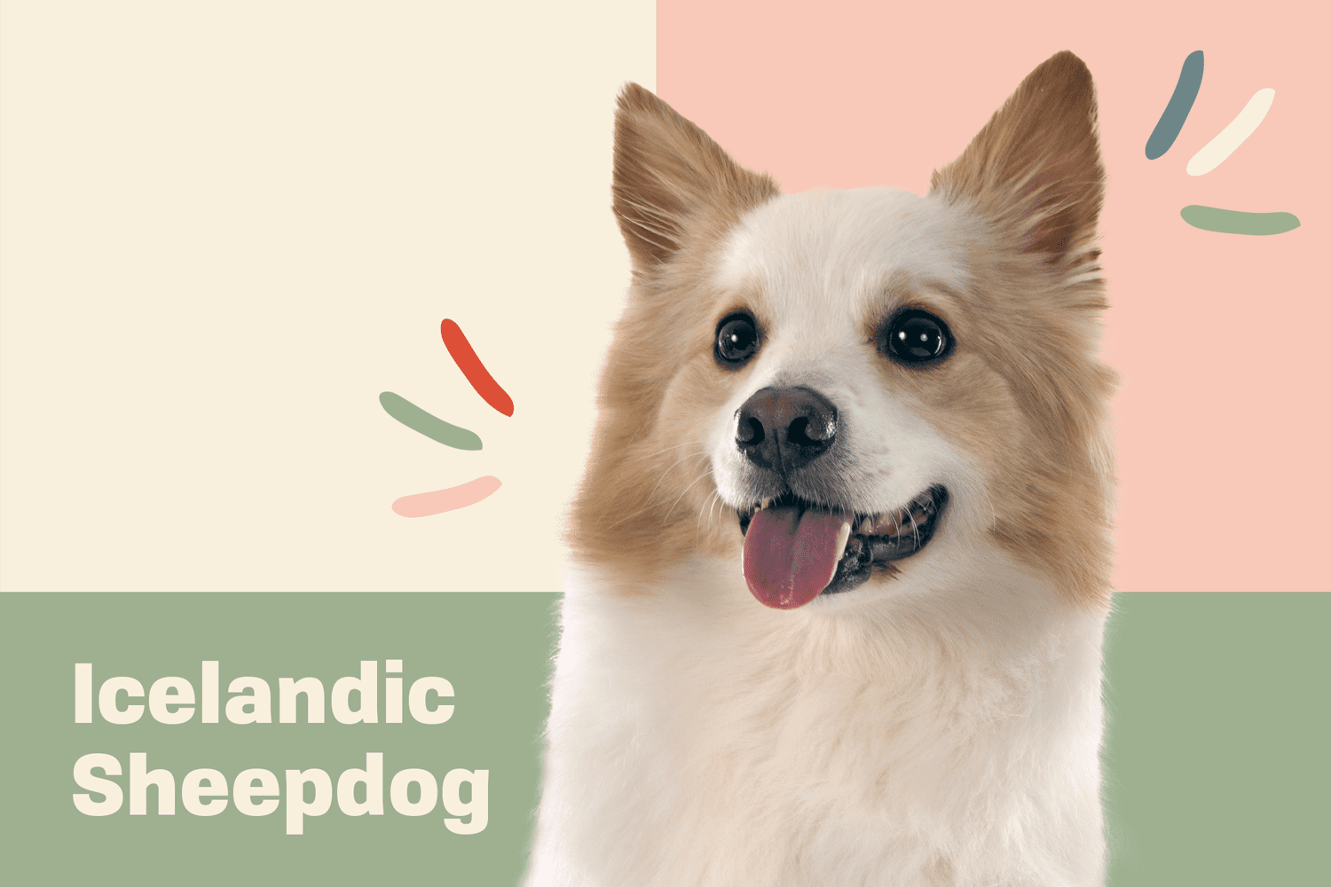 icelandic sheepdog dog breed profile treatment