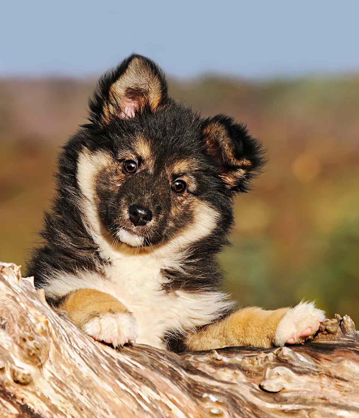 tricolor icelandic sheepdog puppy sitting on a log