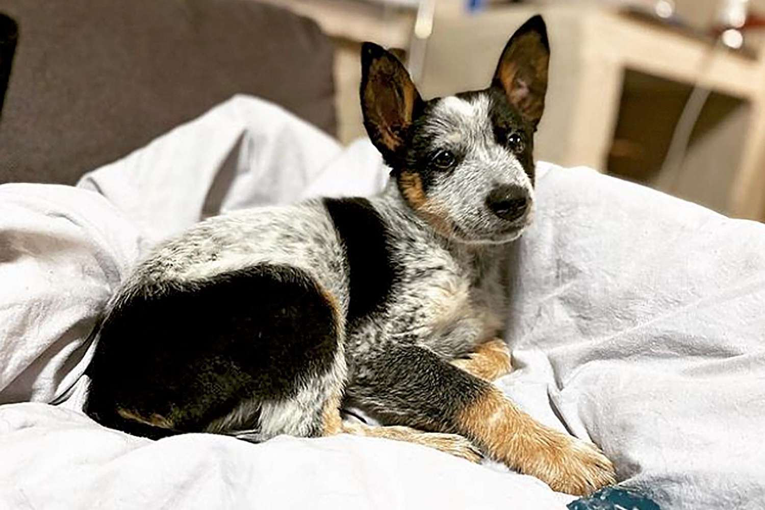 Border Heeler laying on bed with Blue Heeler face