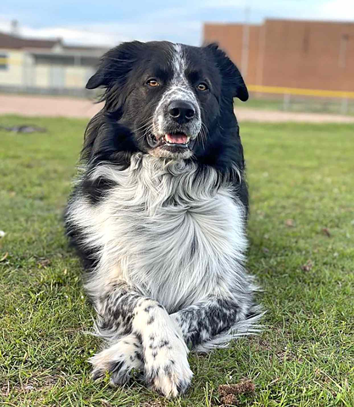 Boder Collie Pyrenees with Border Collie markings and Great Pyrenees fur length