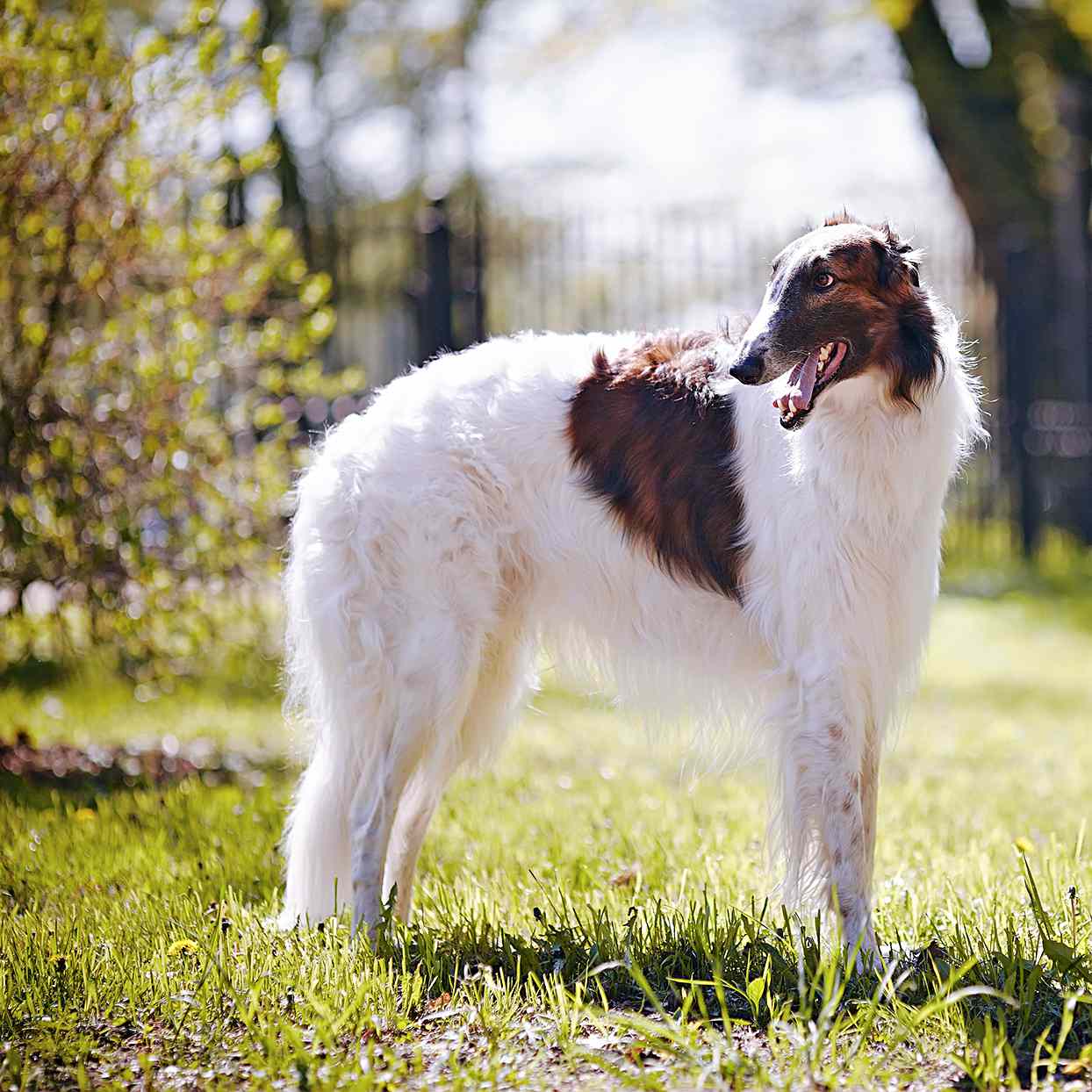 Borzoi standing outside in grass with a metal fence in the background