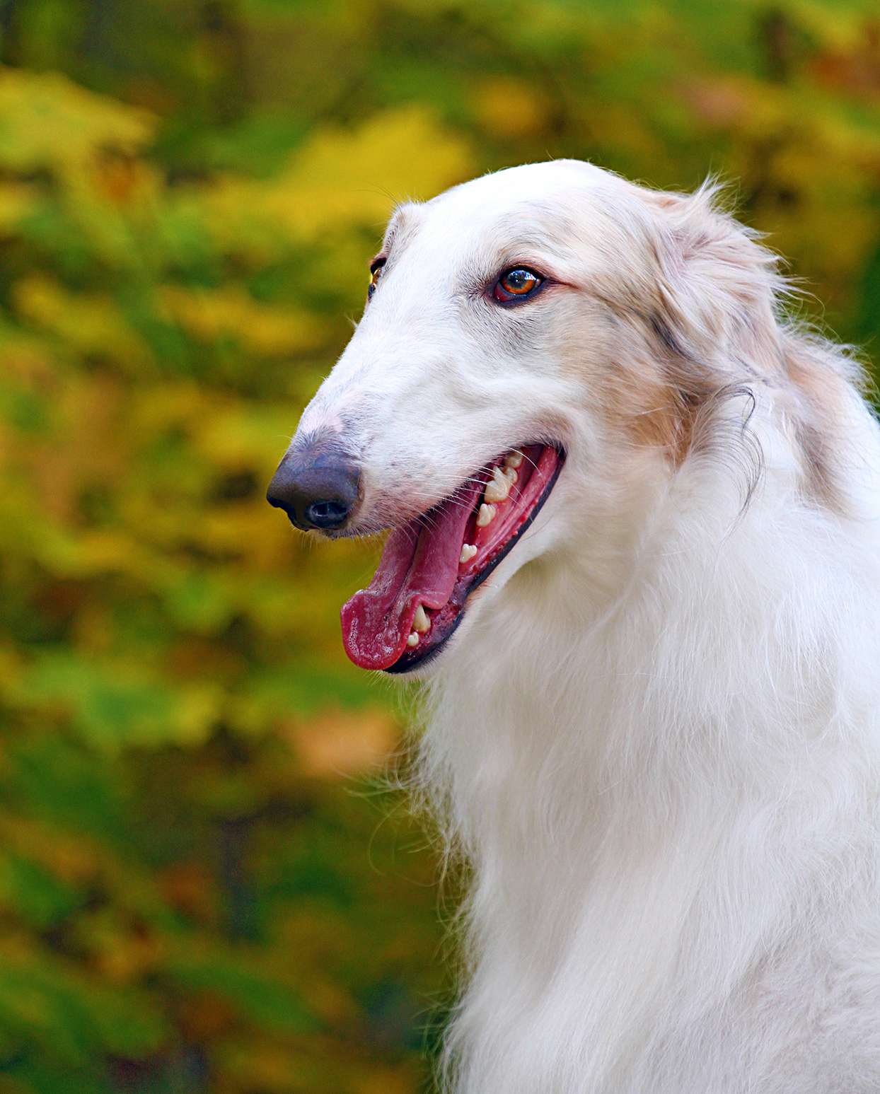closeup of a borzoi smiling with fall foliage in the background