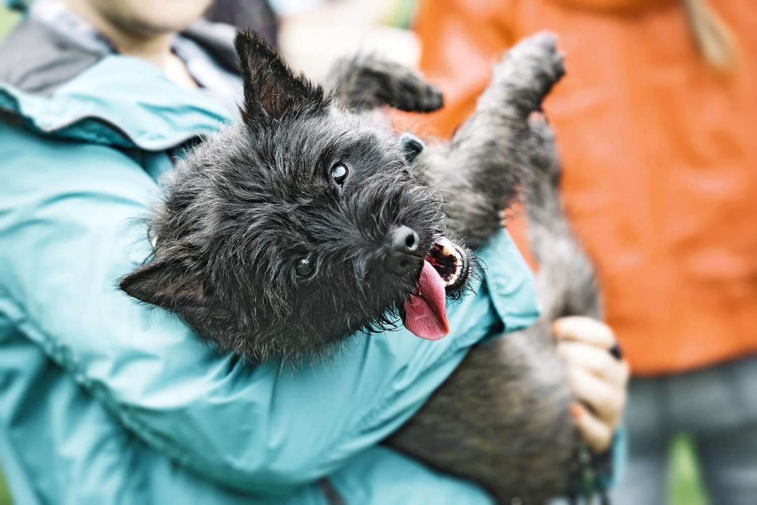 black cairn terrier with her tongue out being held in owners arms
