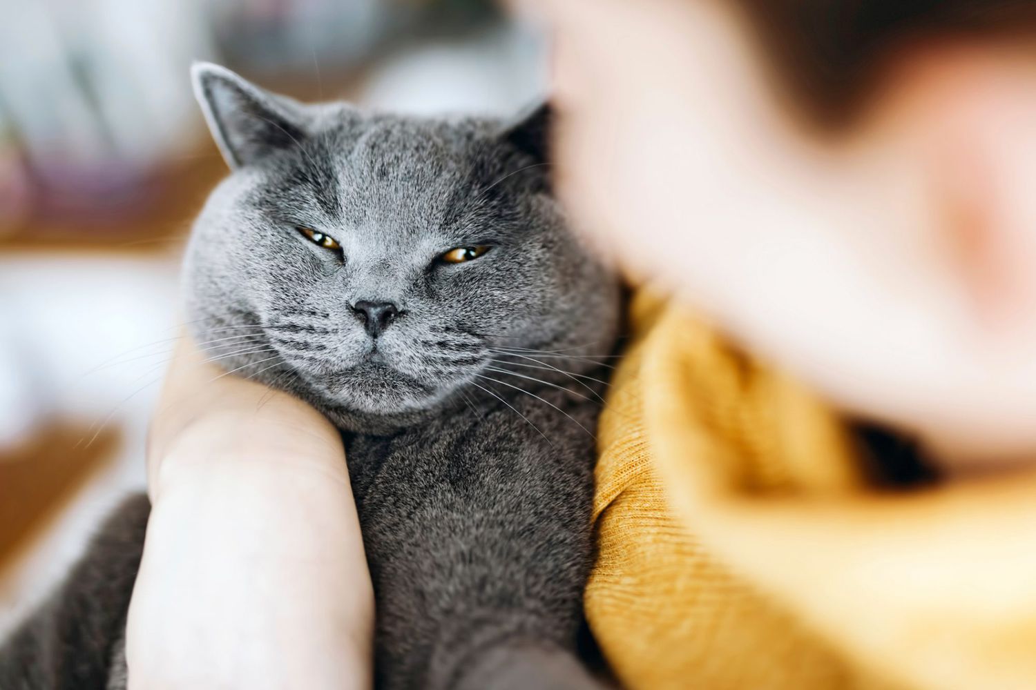 owner wearing a yellow sweater holding their chartreux cat in their lap