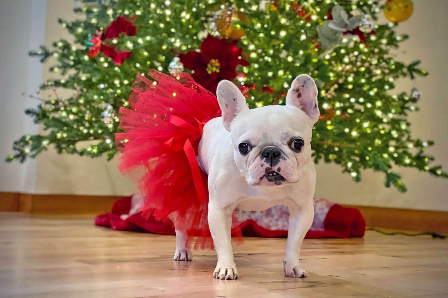 dog in red Christmas tutu