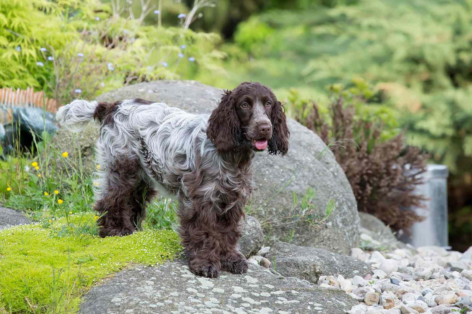 15 Different Types of Spaniels Ready for the Great Outdoors | Daily Paws