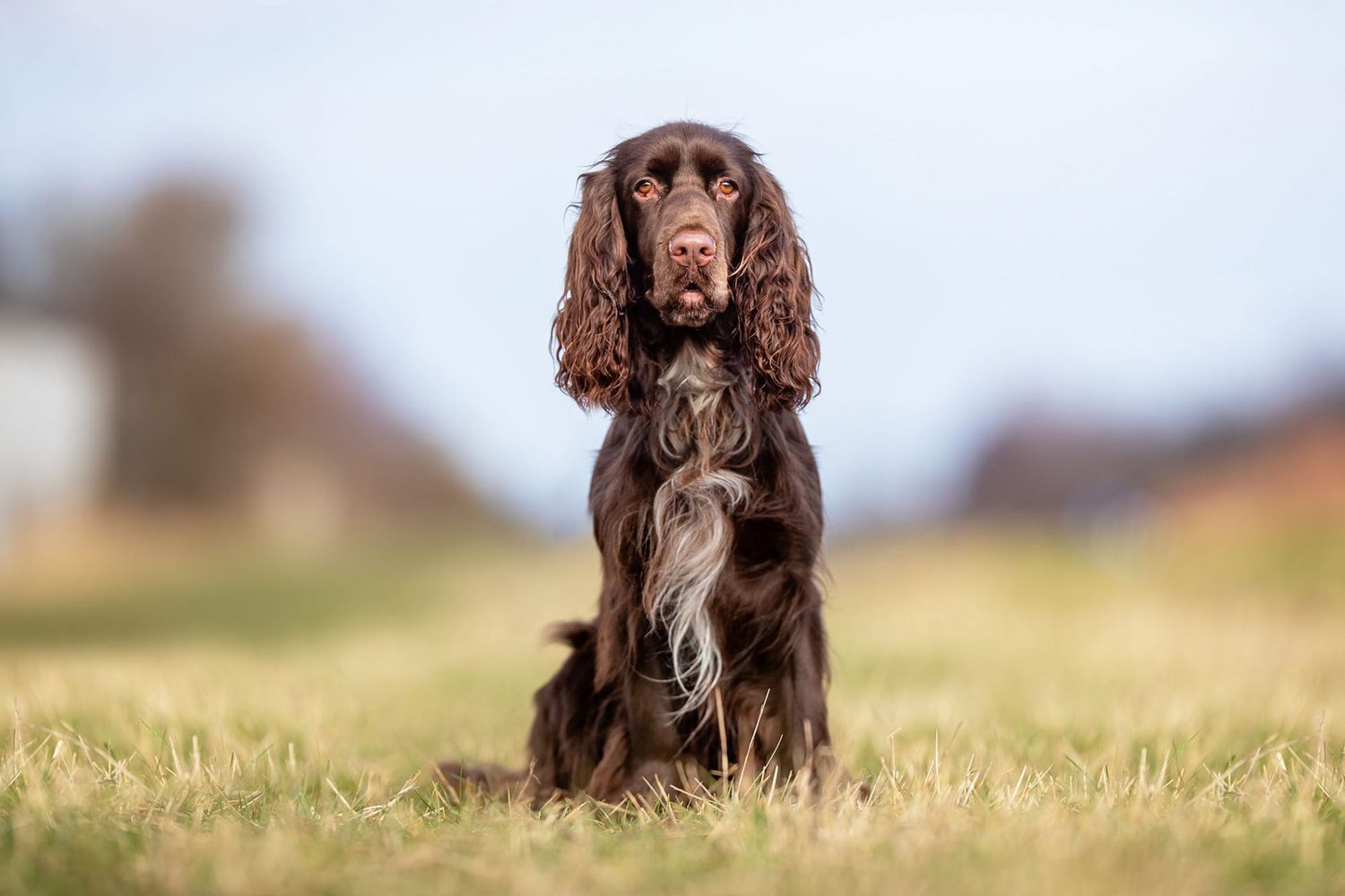 15 Different Types of Spaniels Ready for the Great Outdoors | Daily Paws