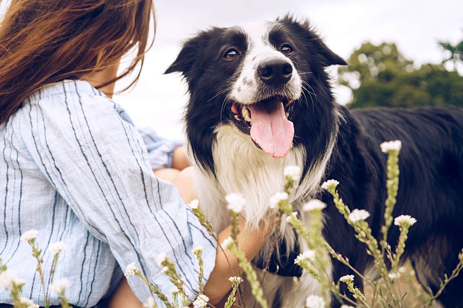 double coated dog border collie with woman in white flowers