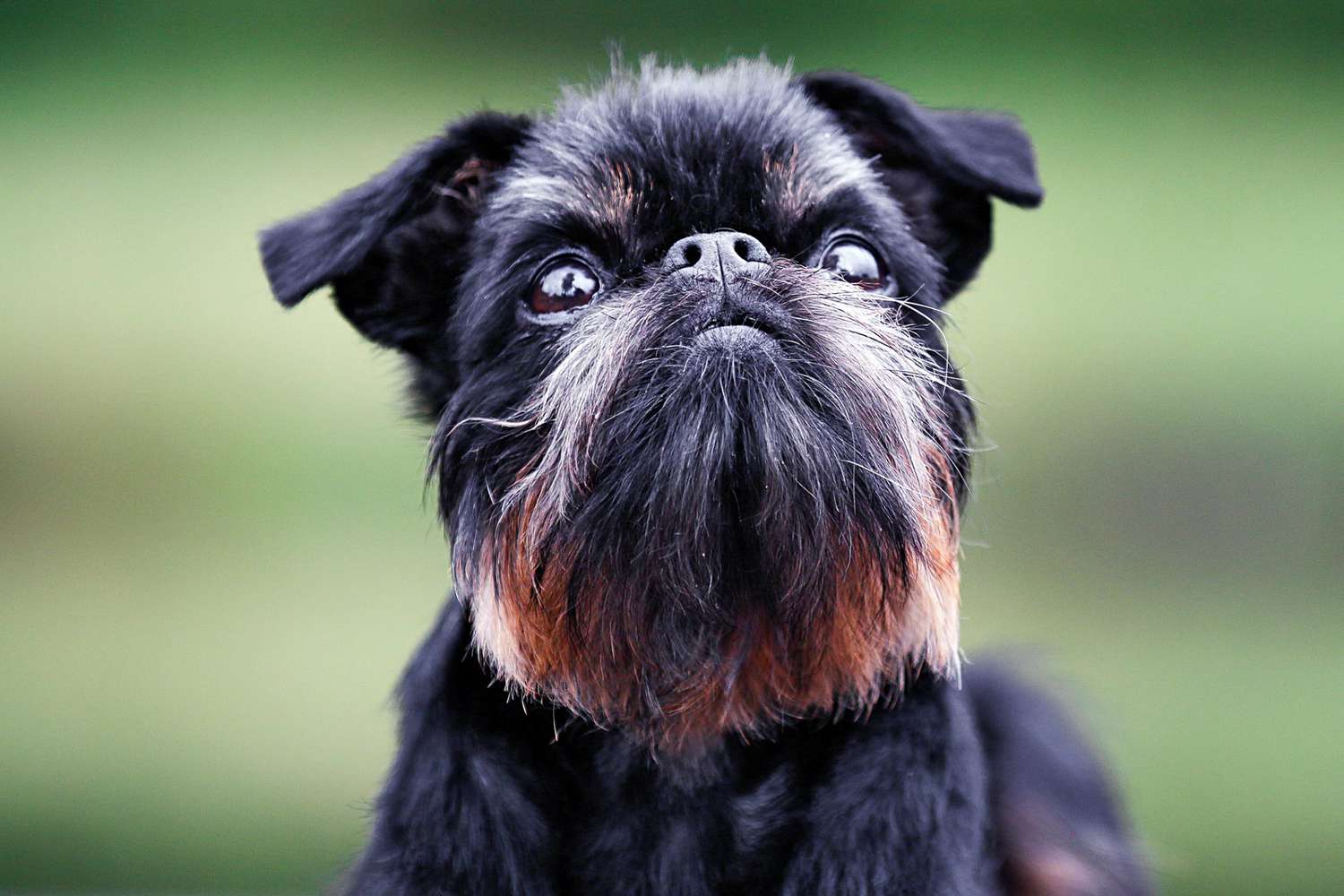 closeup of a black brussels griffon with a red beard