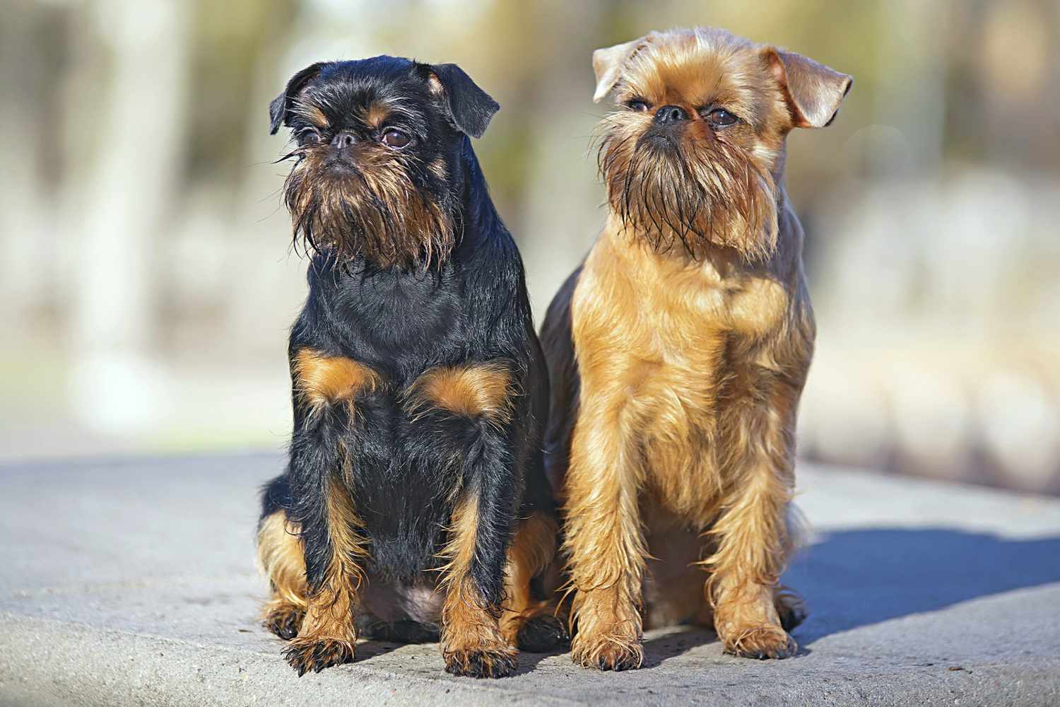 two brussels griffon dogs sitting together on a concrete slab