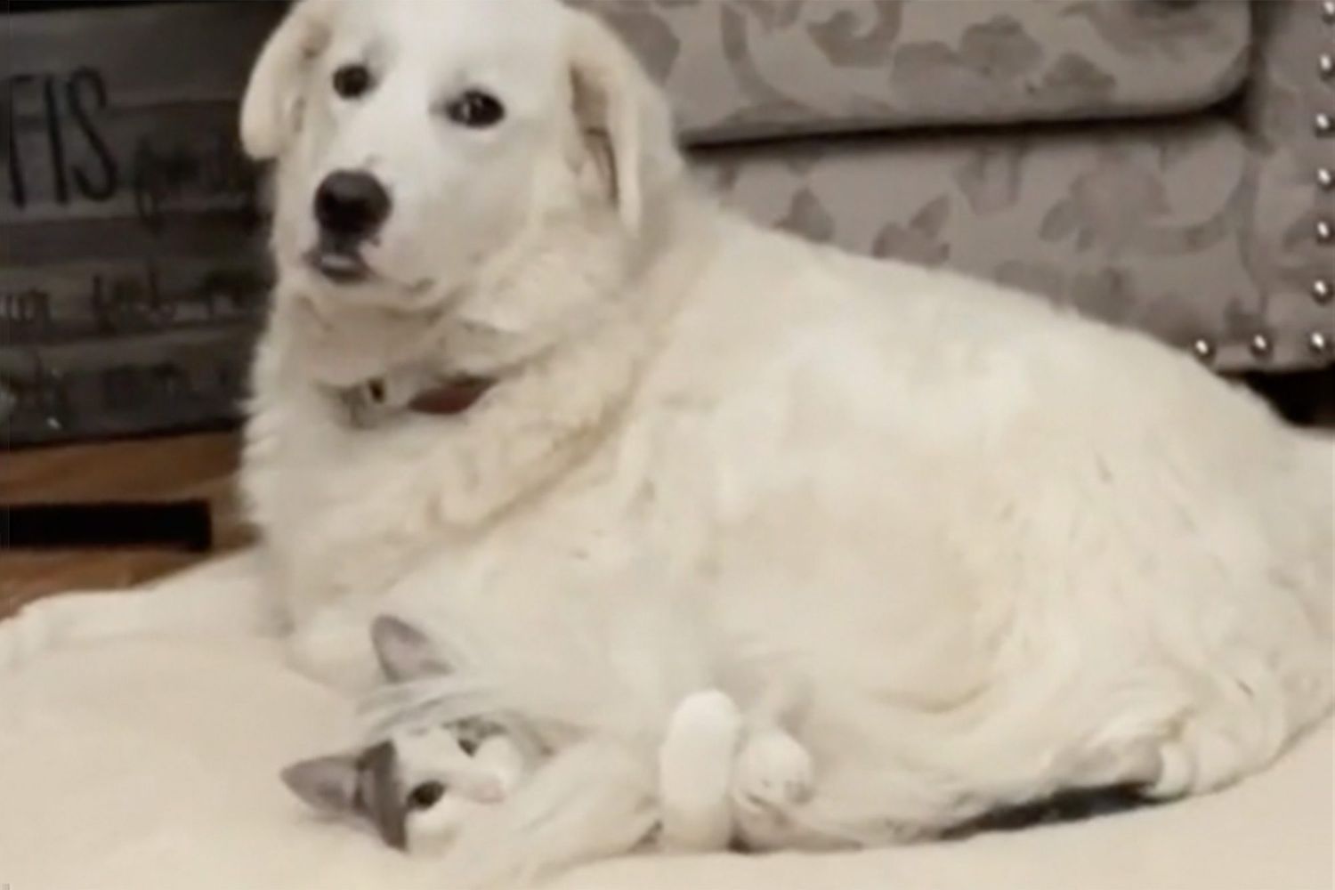 dog sits on cat TikTok