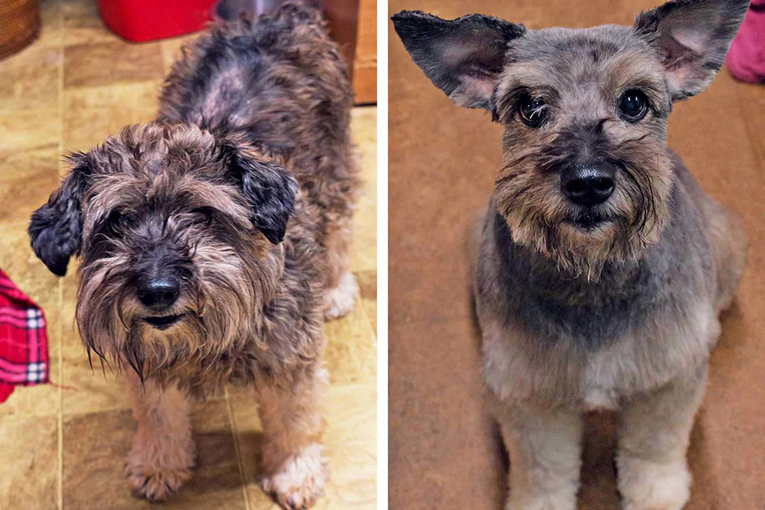 Before and after shots of Mallory for the Wahl Dirty Dogs Contest