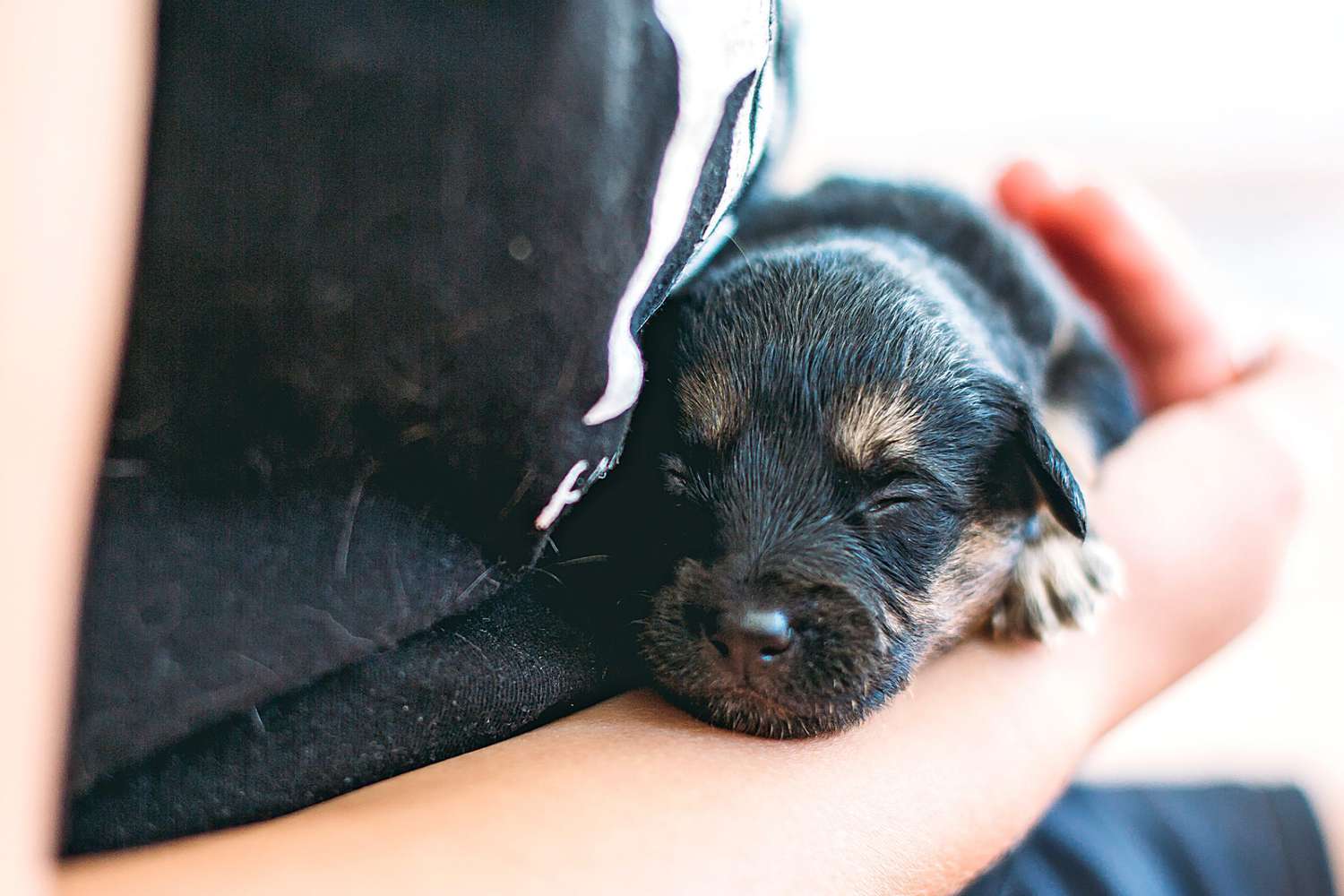 newborn miniature pinscher puppy in owners arms