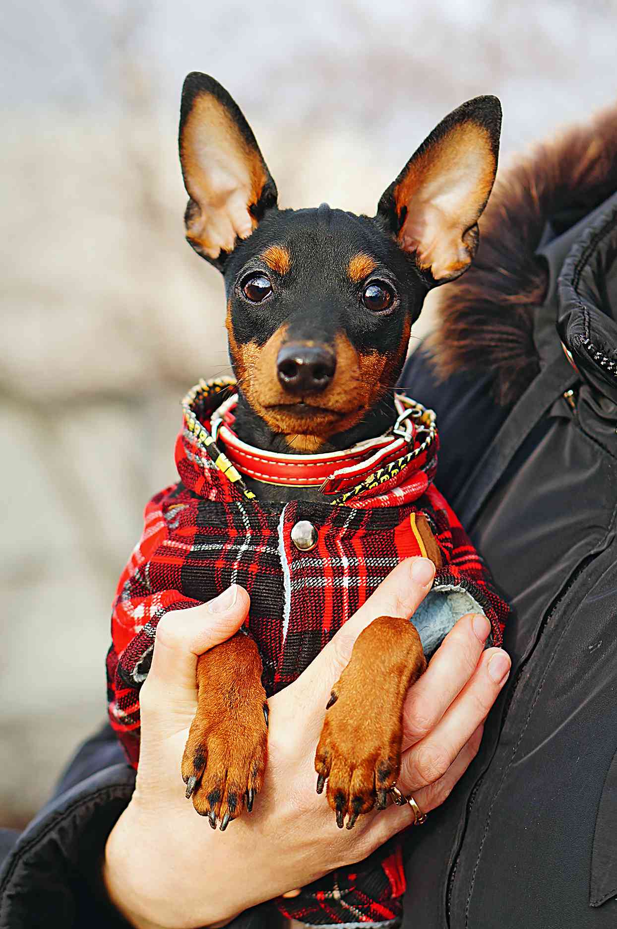 miniature pinscher wearing a red plaid jacket in owner's arms