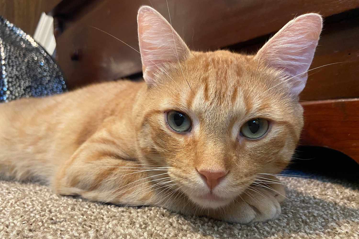 orange cat named Oedipus lying on carpet