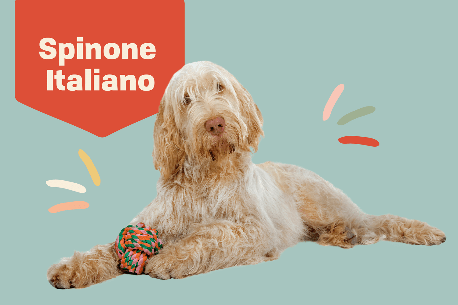spinone italiano dog breed profile treatment