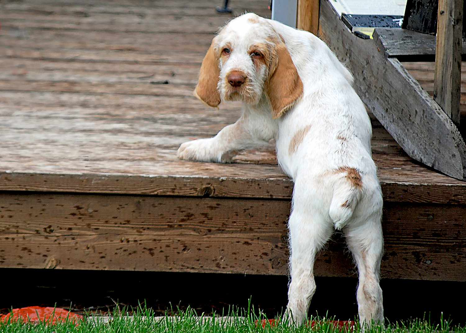 spinone italiano puppy stepping onto deck looking back