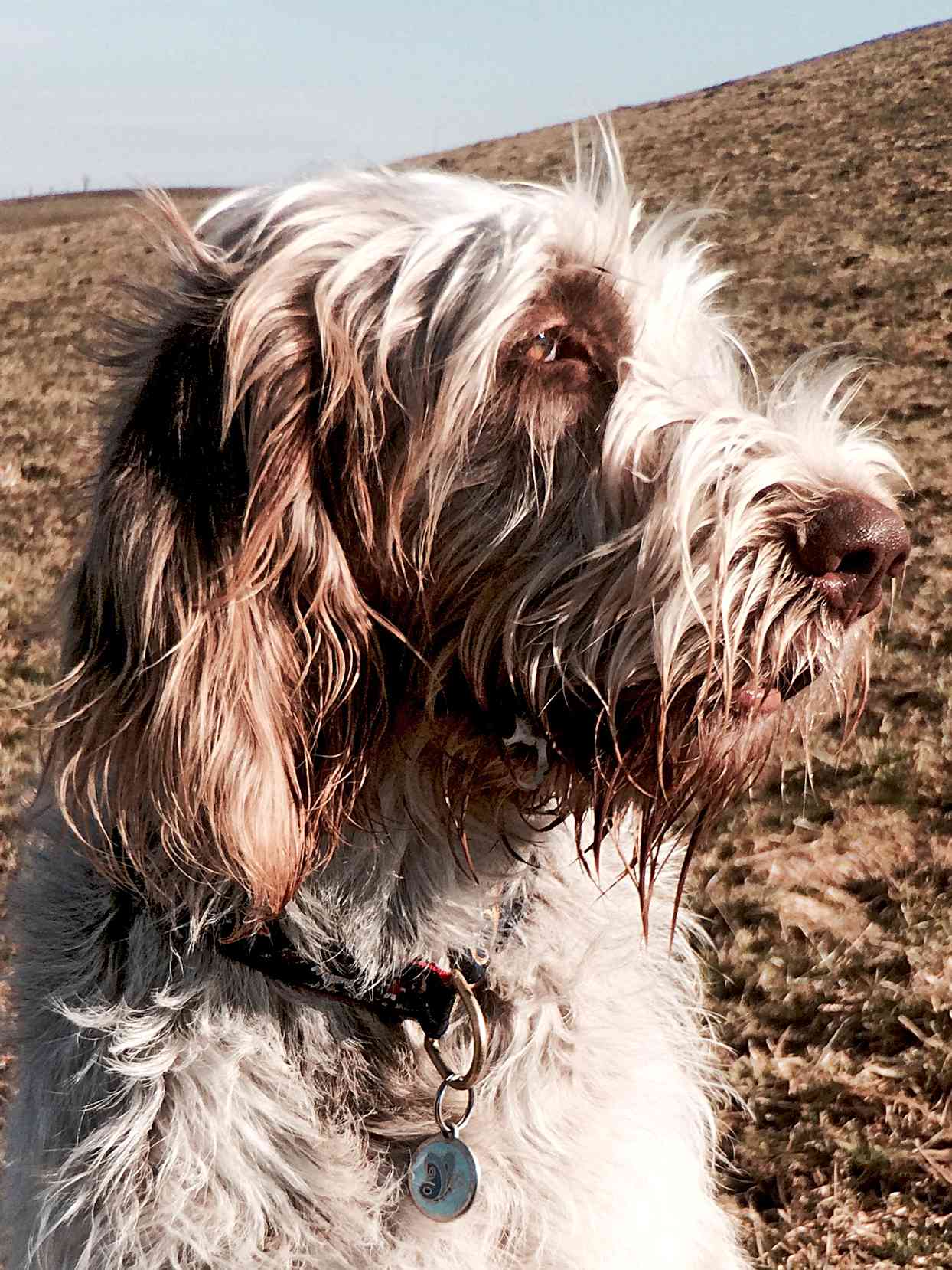closeup of a spinone italiano dog standing in a field