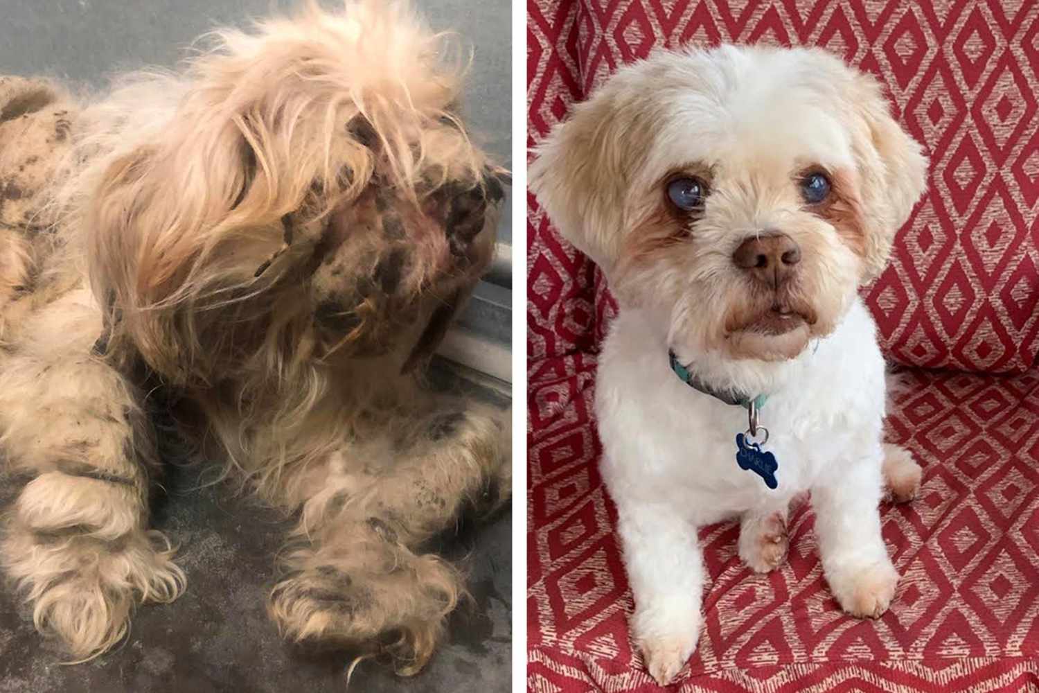 Before and after shots of Woodrow for the Wahl Dirty Dogs Contest