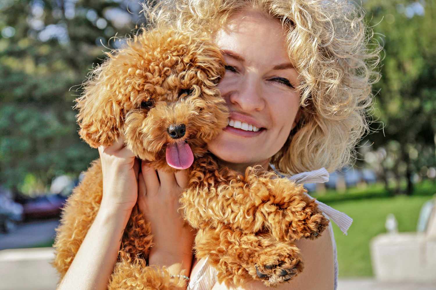 6 of the Cutest Maltipoo Haircuts To Ask Your Groomer To Try | Daily Paws