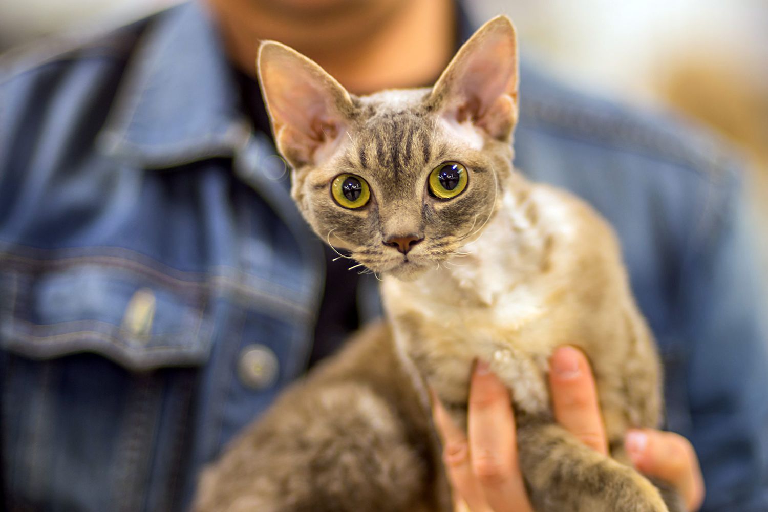 10 Short Hair Cat Breeds Who Are Perfectly Suited to Sharing Life With |  Daily Paws