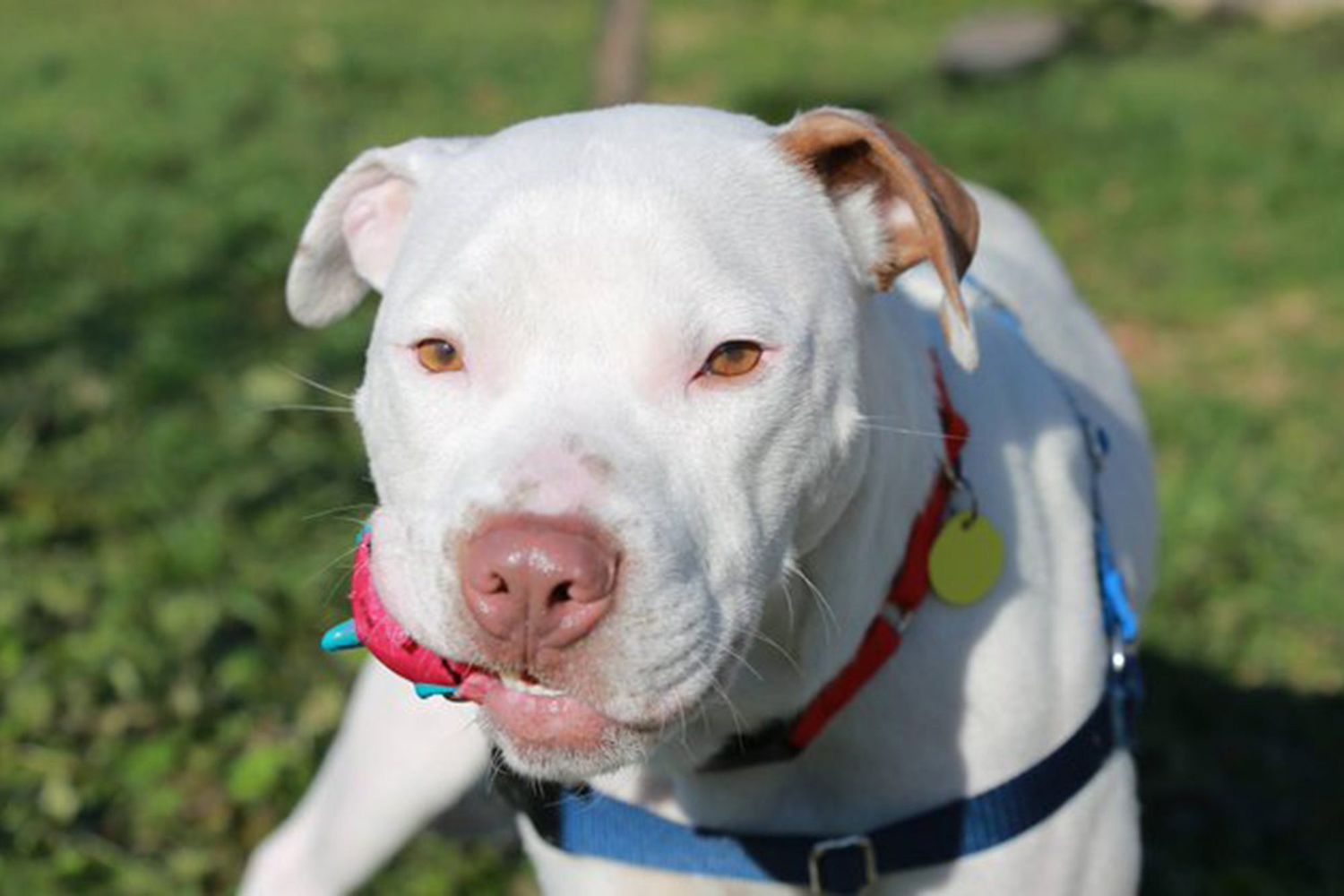pittie adopted after 300 day in shelter