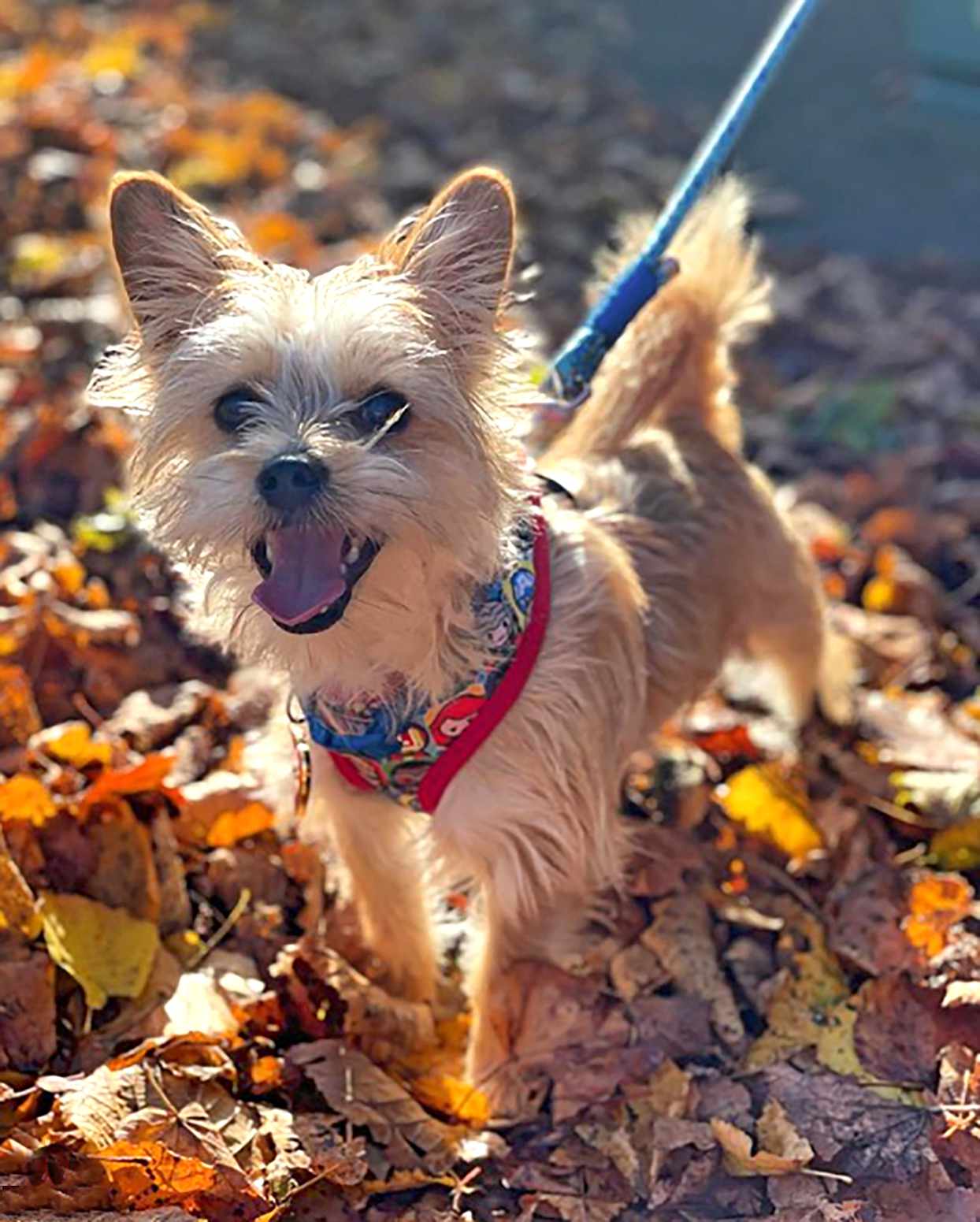 Beige Chorkie, Chihuahua and Yorkie mix, standing in fall leaves