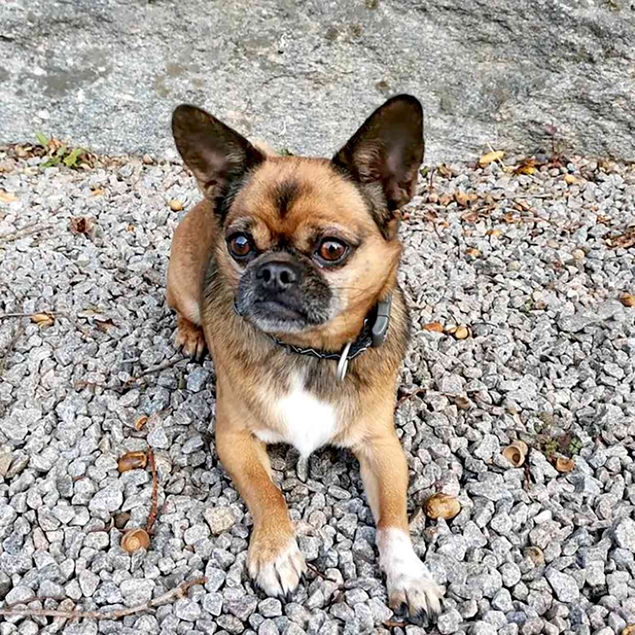 brown Chug dog, Chihuahua and Pug mix, with Chihuahua ears