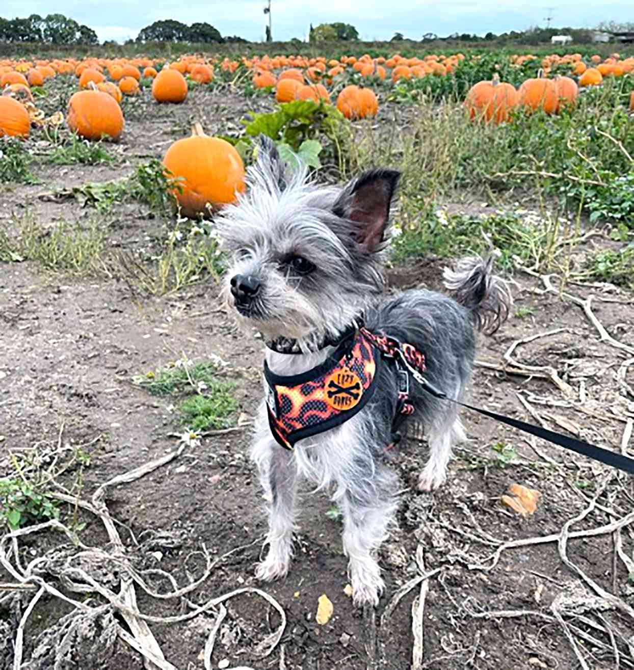 Malchi, Chihuahua Maltese mix, standing in pumpkin patch