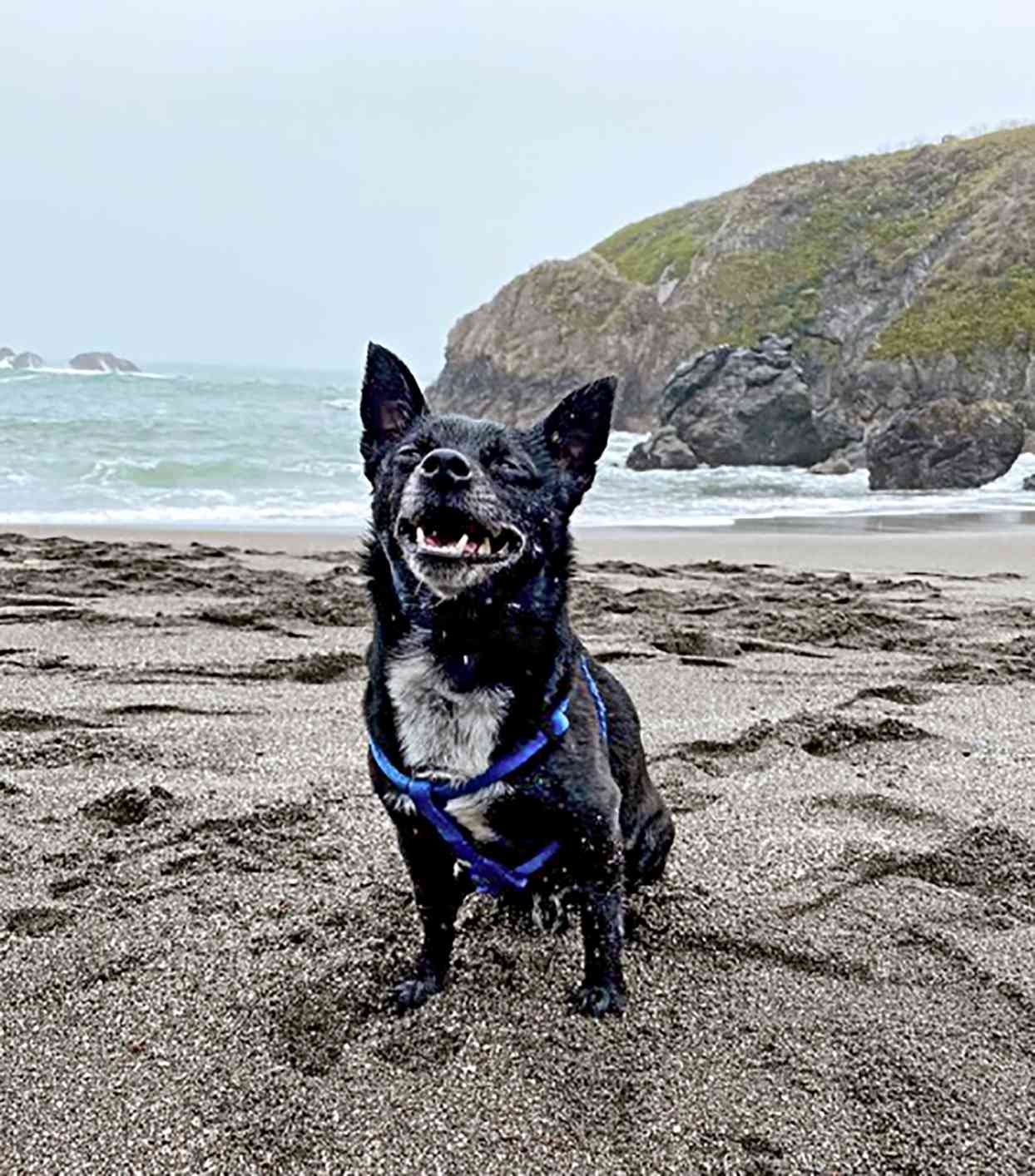 Black Pomchi on beach, Chihuahua Pomeranian mix