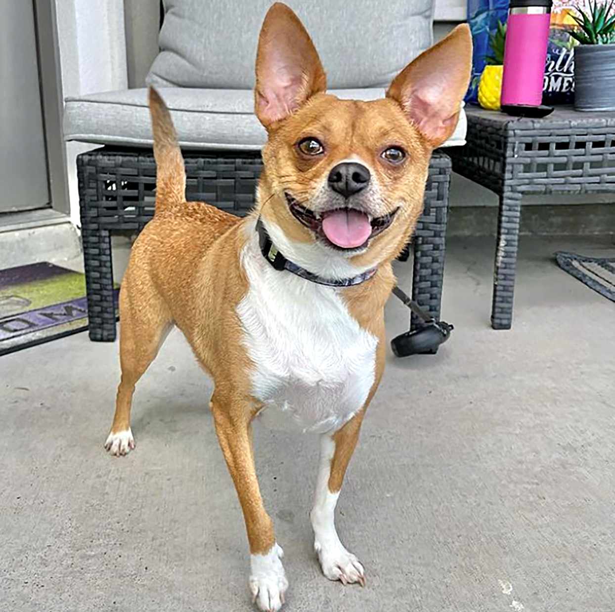 Happy Ratchi, Chihuahua Rat Terrier mix, standing on outdoor patio