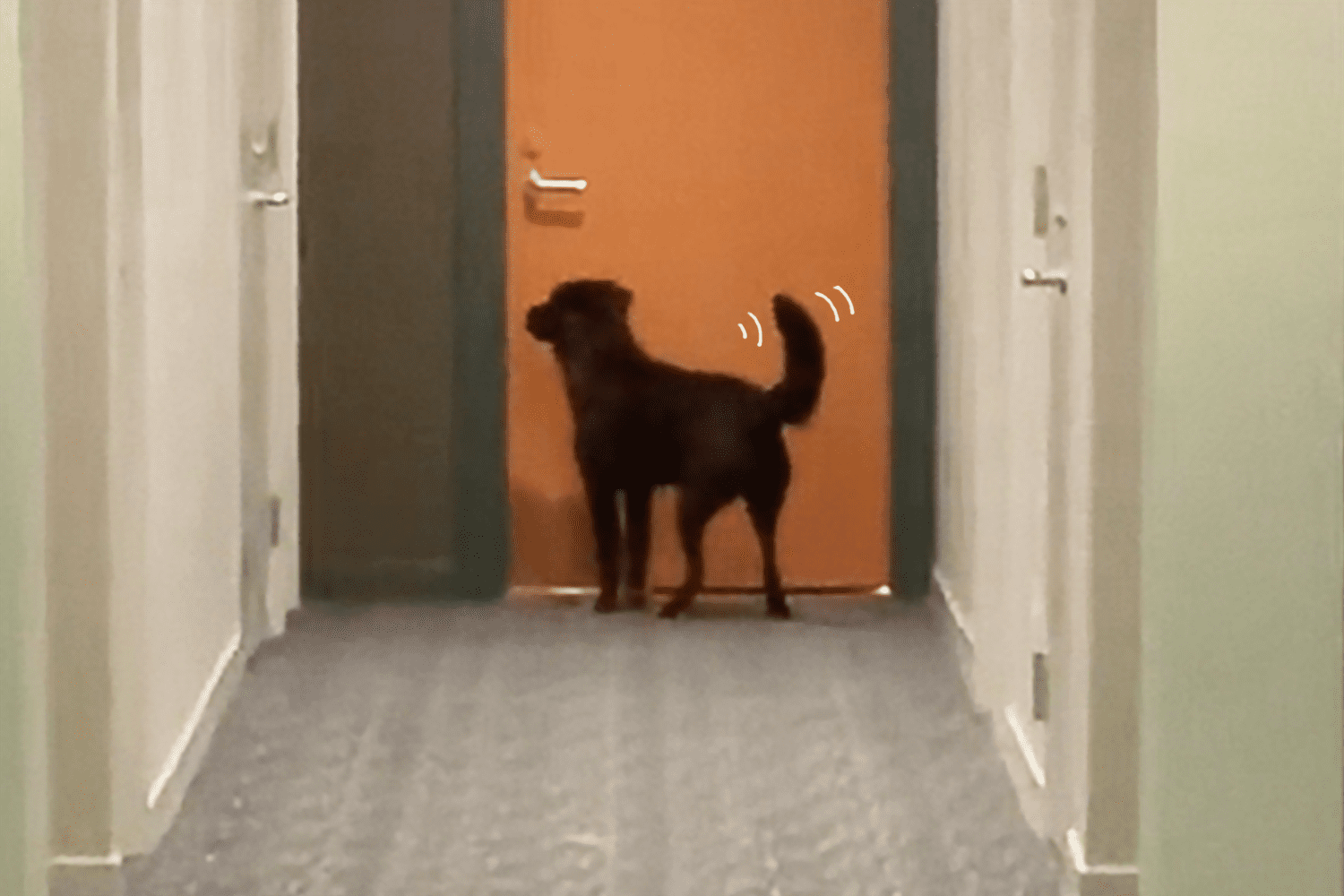 dog at the neighbor's door waiting for his dog friend to come out and play
