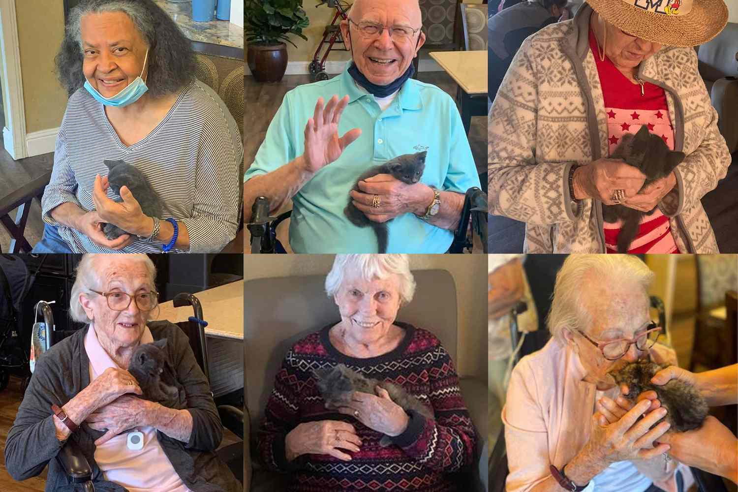 montage of six seniors hold a kitten
