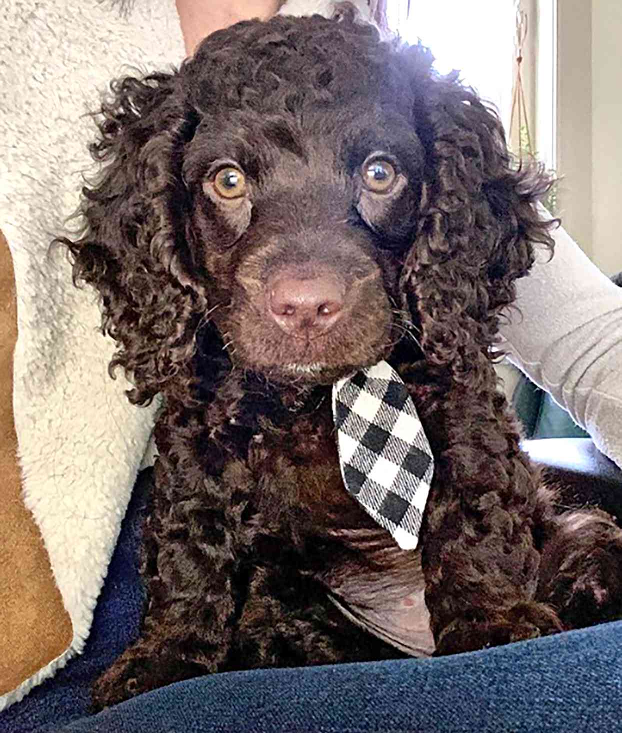american water spaniel puppy wearing a black and white tie